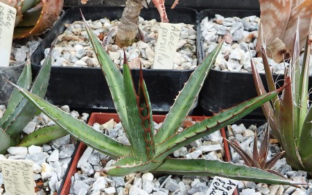 Agave lechuquilla